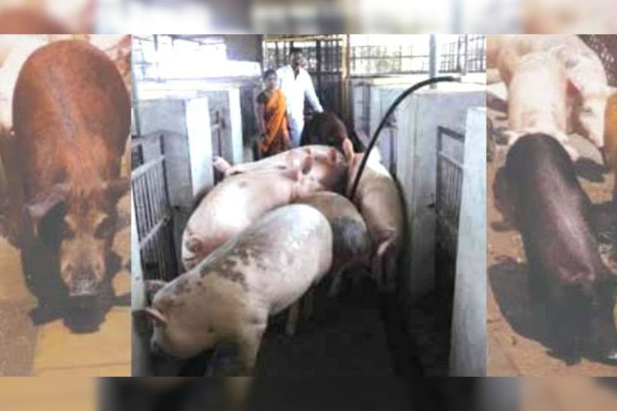 Pig Farming