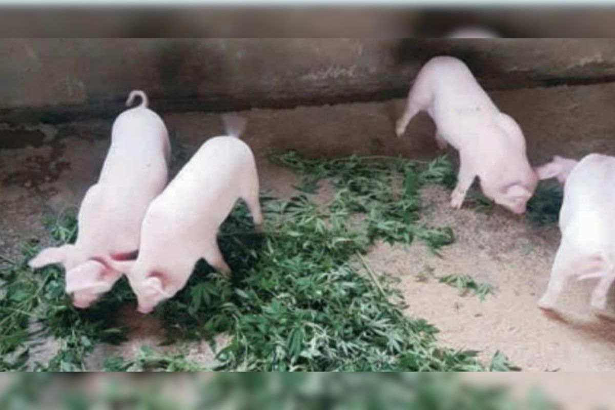 Pig Farming