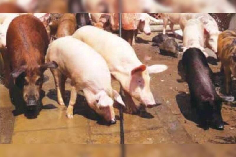 Backyard Pig Farming: Backyard pig farming has become a means of economic strength for the tribal community of Meghalaya 