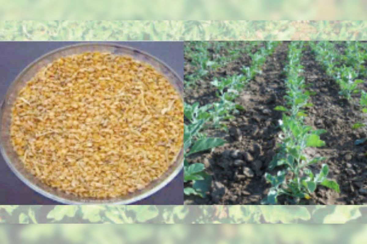 Ashwagandha Cultivation