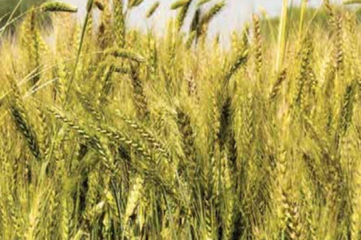Kathiya Wheat Farming