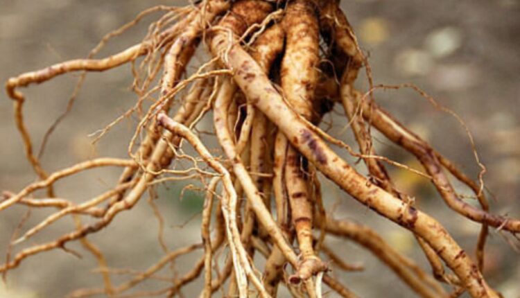 How Roots Breathe: The Hidden Role of Oxygen in Soil