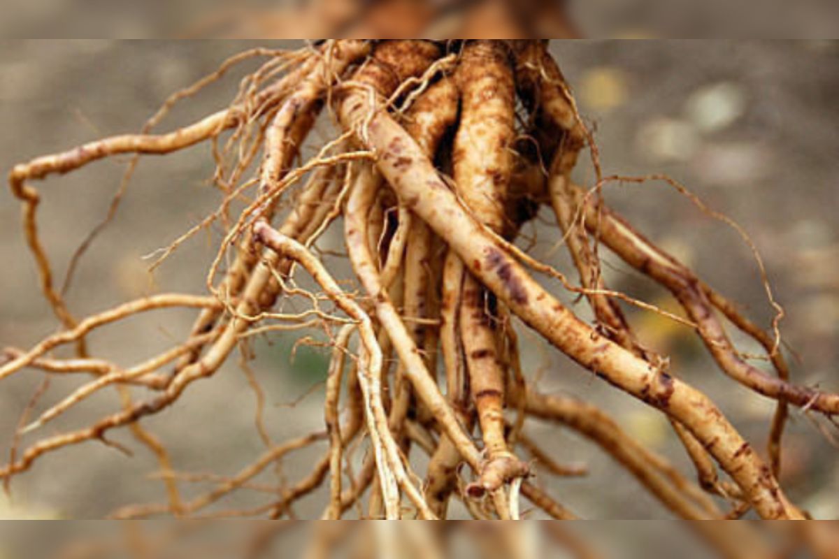 Ashwagandha Cultivation