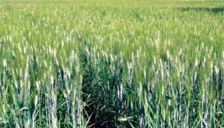 Successful Agri-Business set up from Agri-Waste, know how Aarushi Mittal has changed the future of stubble