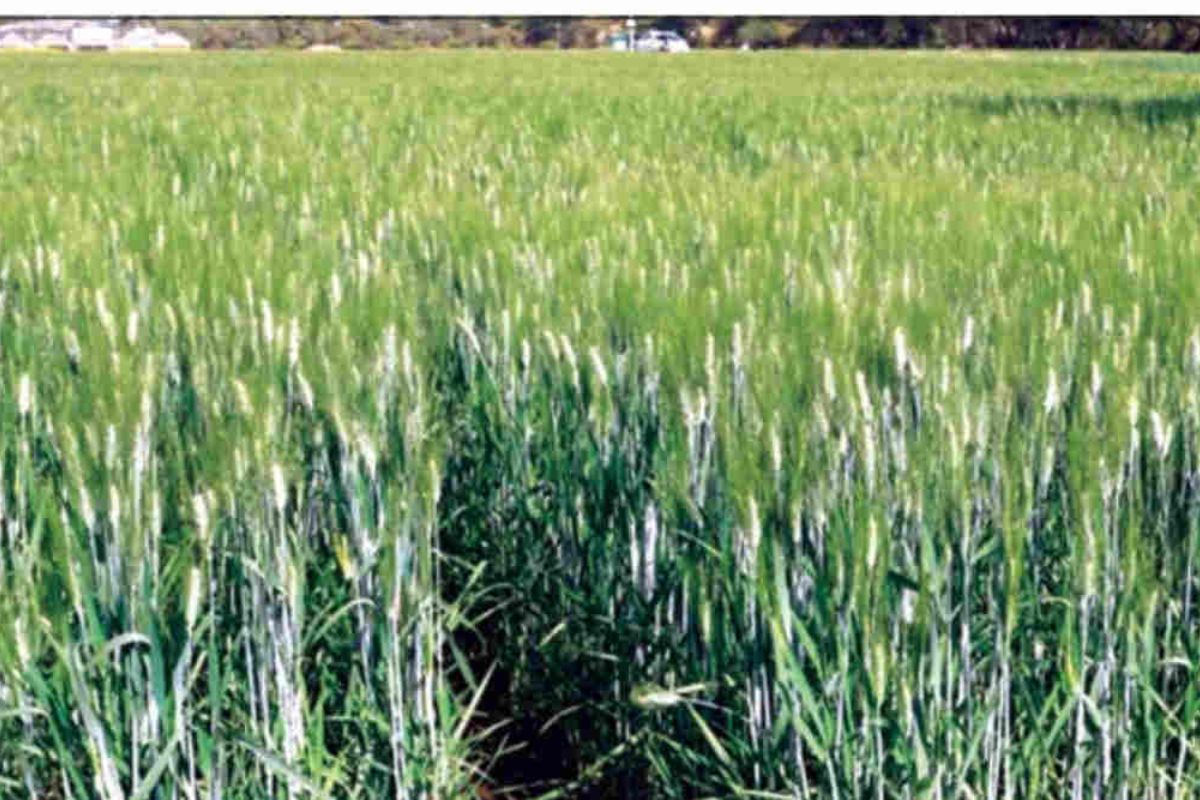 Kathiya Wheat Farming