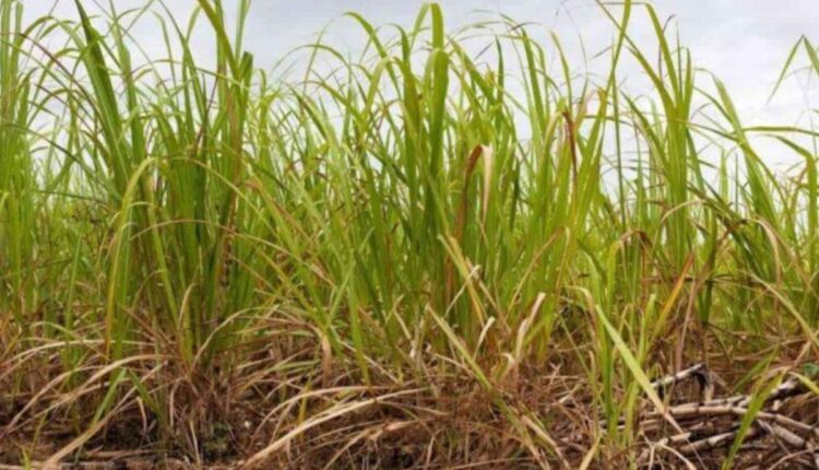 Why is co-cropping farming best way to make profit?