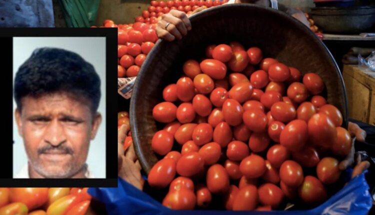 Tomato Farming