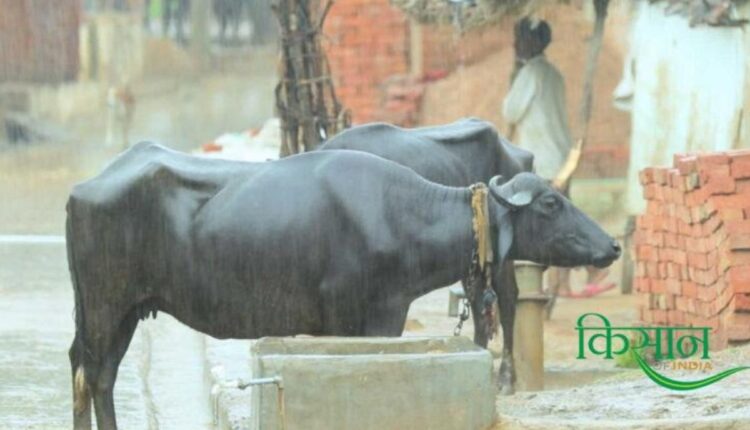 Cattle in Monsoon