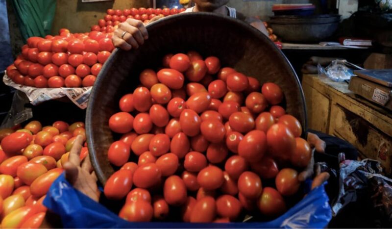 Tomato Farming