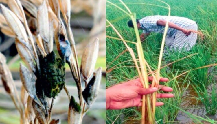 Basmati Paddy