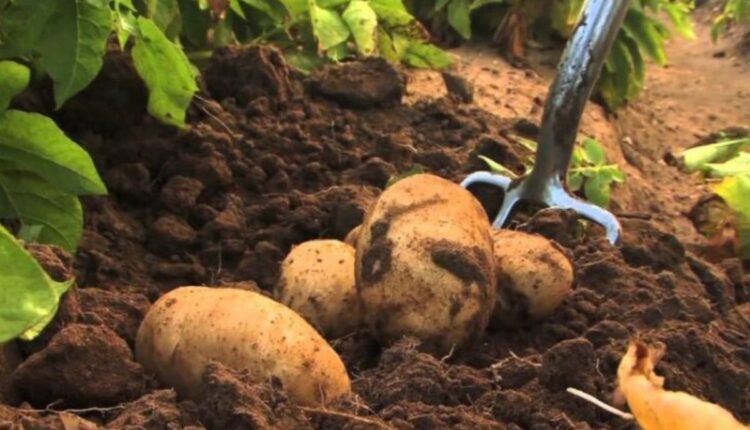 Potato Seed Production: What are the new techniques of potato seed production?