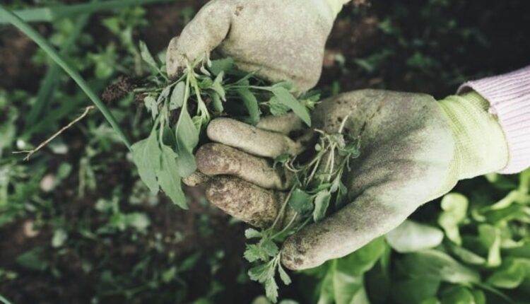 Weed Management