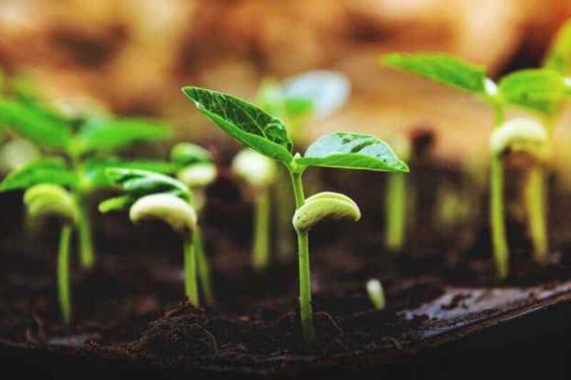 Seed Germination Test