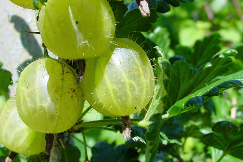 Excessive use of Gooseberry can spoil health, know about its side effects