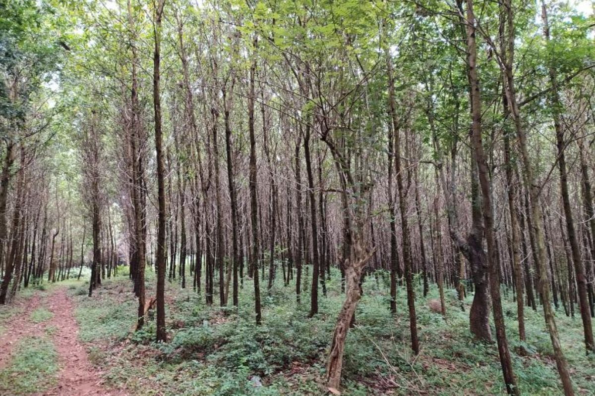 Mahogany Farming
