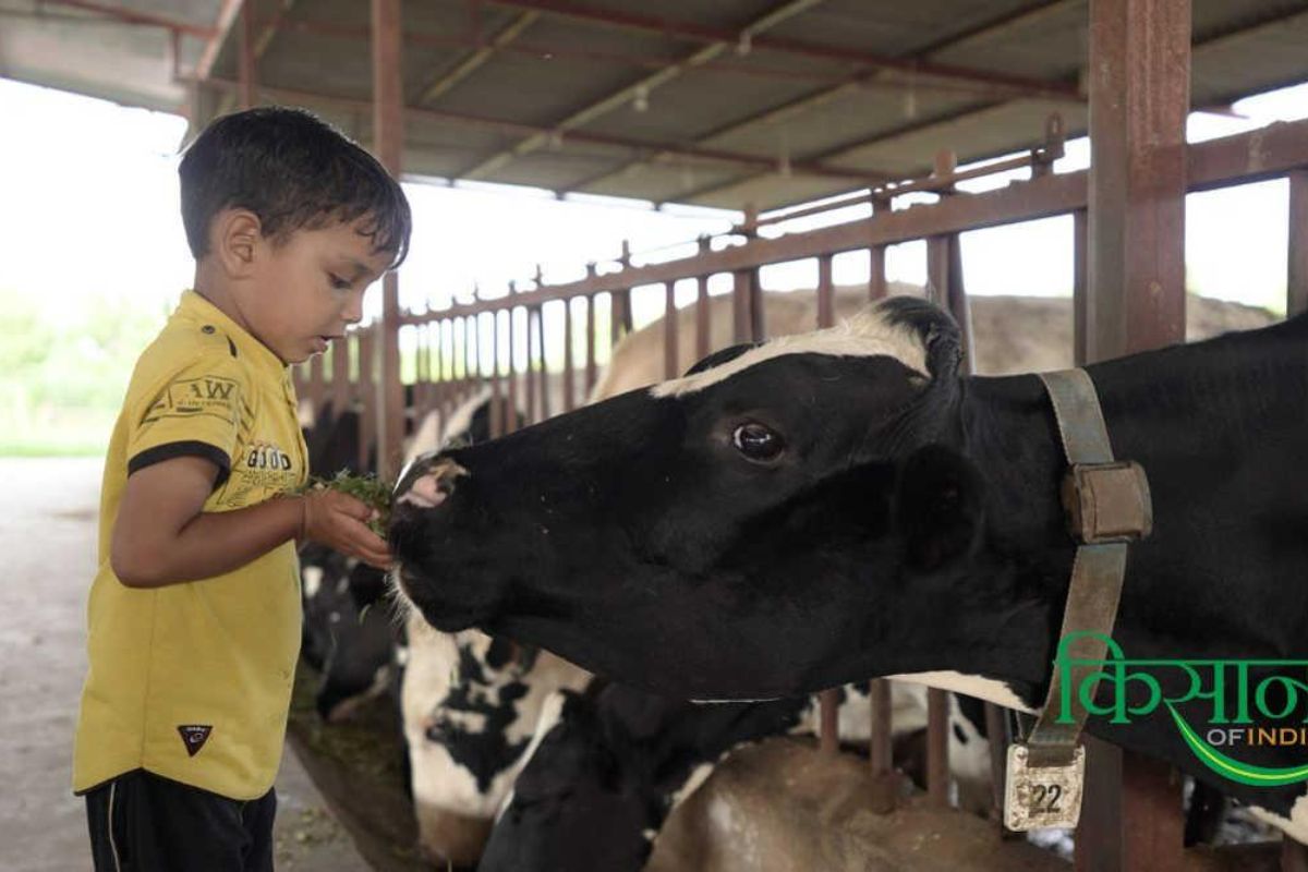 Cattle in Monsoon