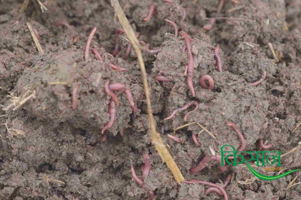Vermicompost Business