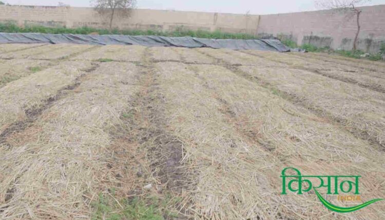 Vermicompost Business