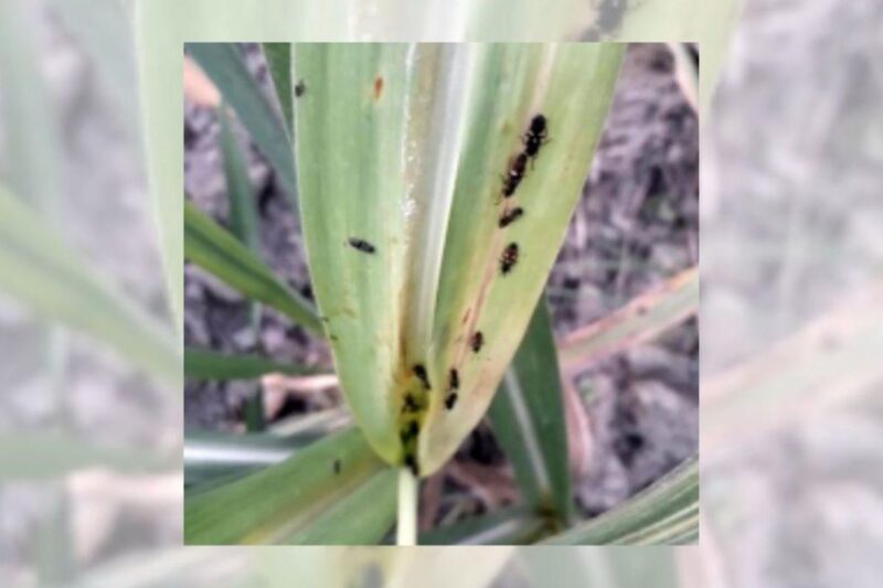 Controlling The Cassava Mealybug: ICAR-NBAIR’s biological control restored cassava production in South India
