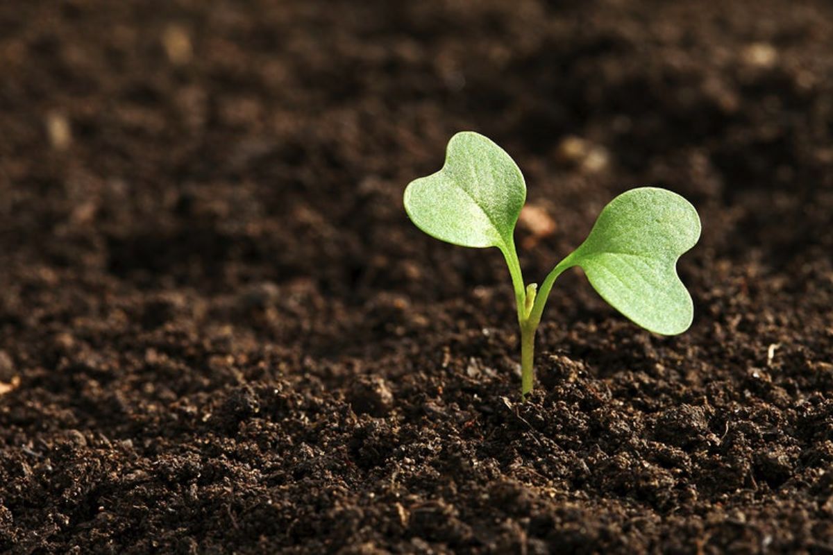 Seed Germination Test