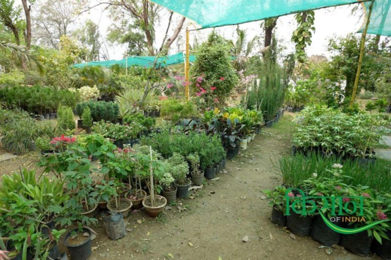 Plant Nursery Business: Anil Thadani's Tips for Starting Your Own Nursery