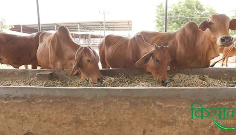 Cattle in Monsoon