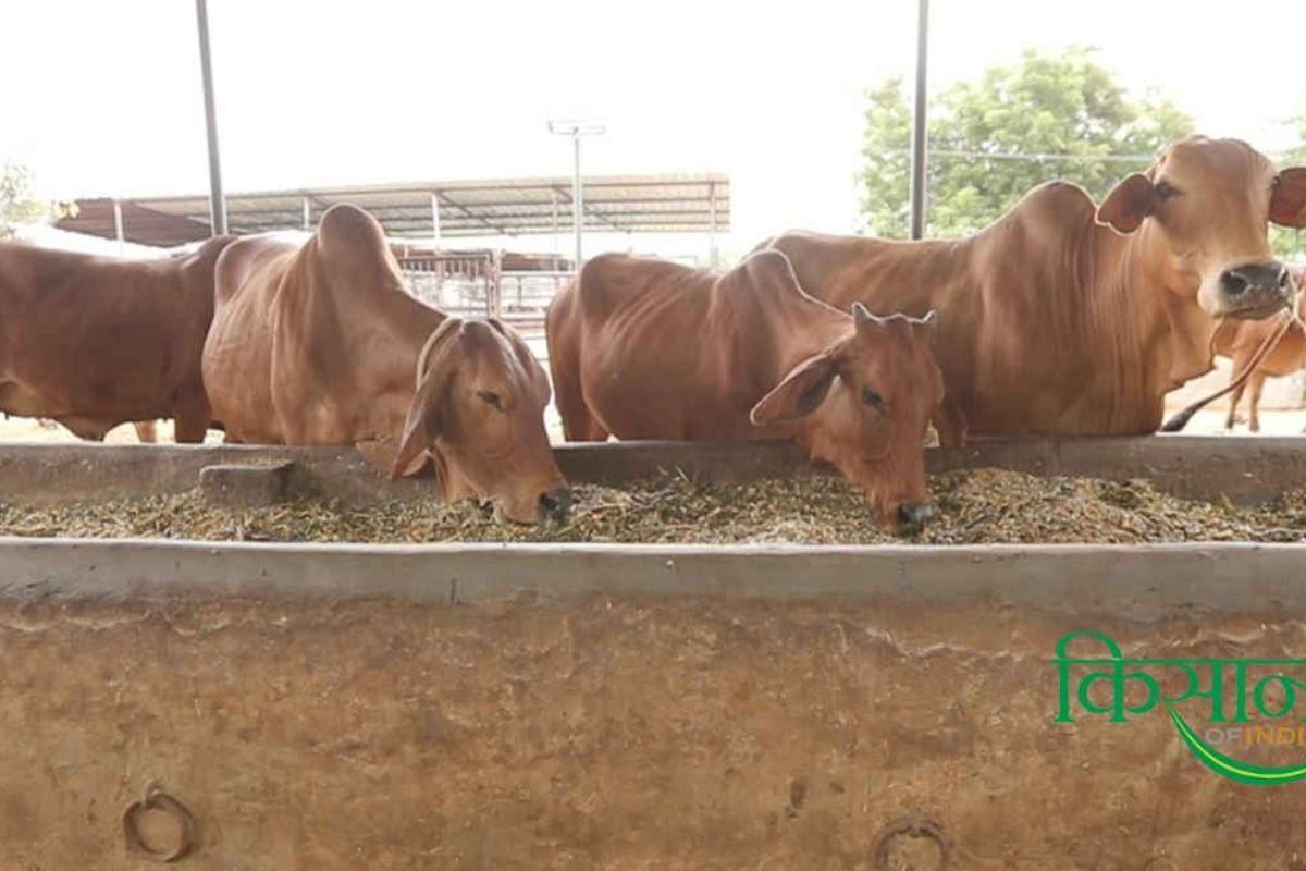 Cattle in Monsoon