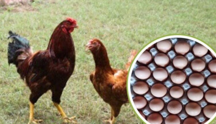 Backyard Poultry Farming