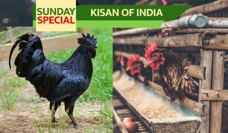 Kadaknath Poultry Farming