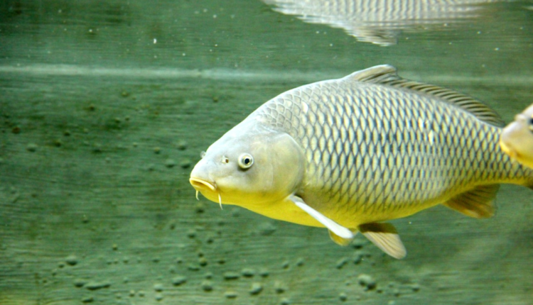 Carp Fish: Supplemental food will increase the production of Carp Fishes