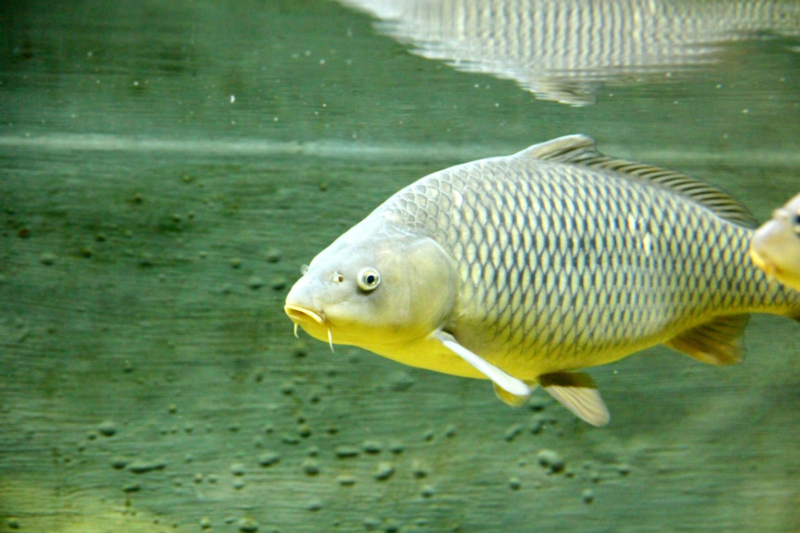 Carp Fish: Supplemental food will increase the production of Carp Fishes