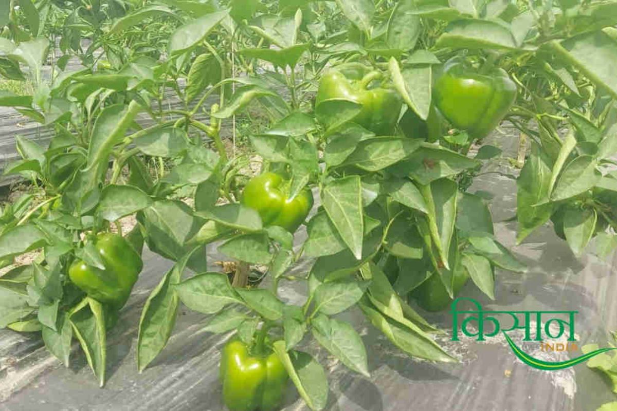 Plastic Mulching Technique