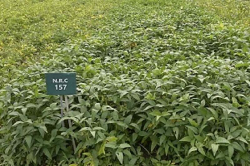 Indian bean new varieties: New varieties of Indian bean are improving the livelihood of tribal farmers