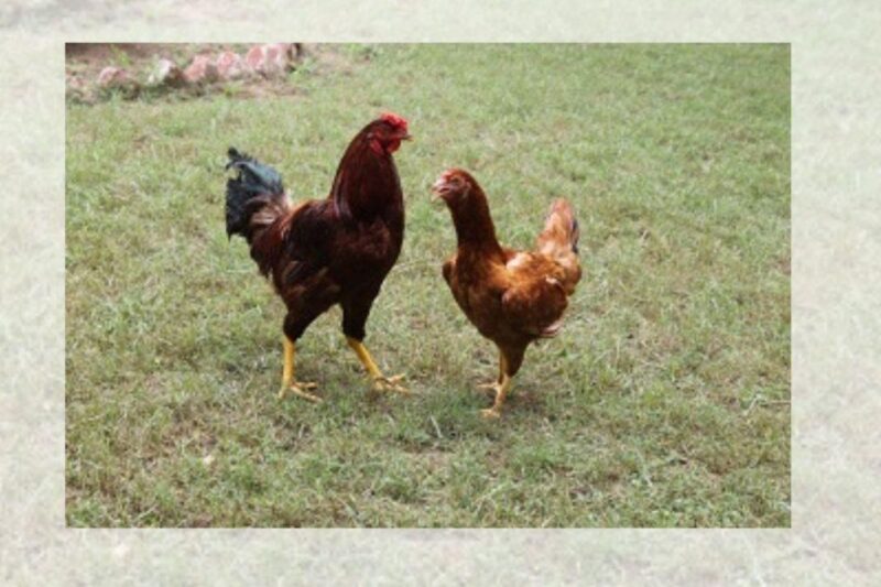 Backyard Poultry Farming: Backyard Poultry Farming Improved the Socio-economic Condition of Tribal Farmers