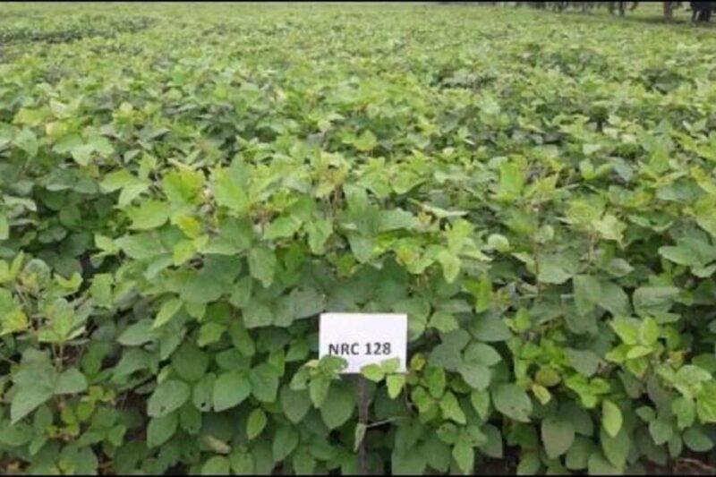 Soybean cultivation