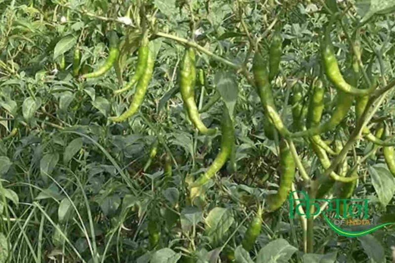 Farmer Kuldeep Sharma adds a new chapter in field of organic farming