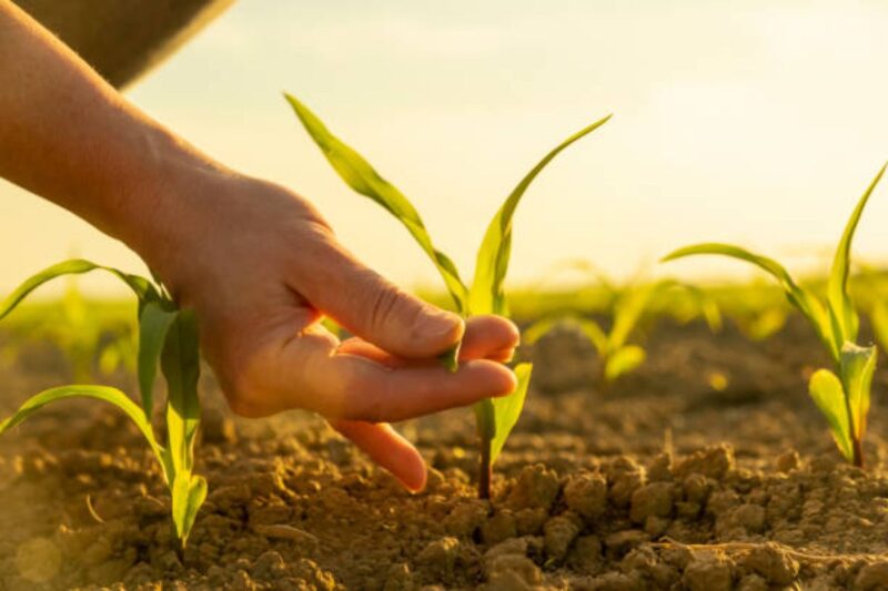 The crops talk to farmers... but do we listen?