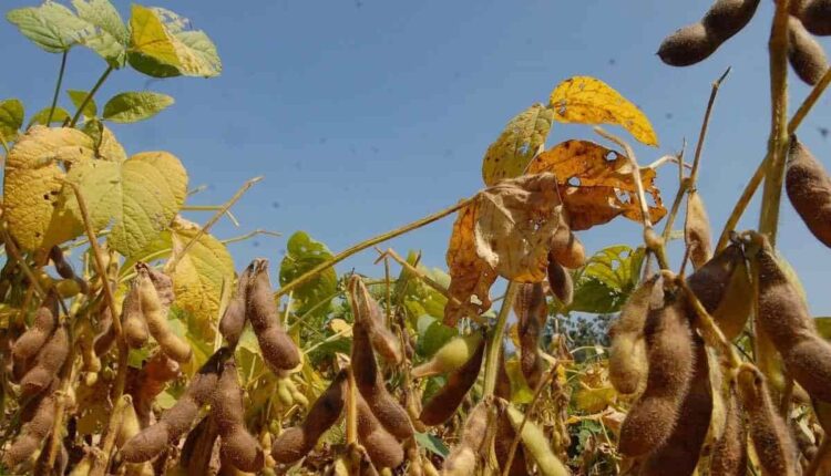 New Soybean Varieties