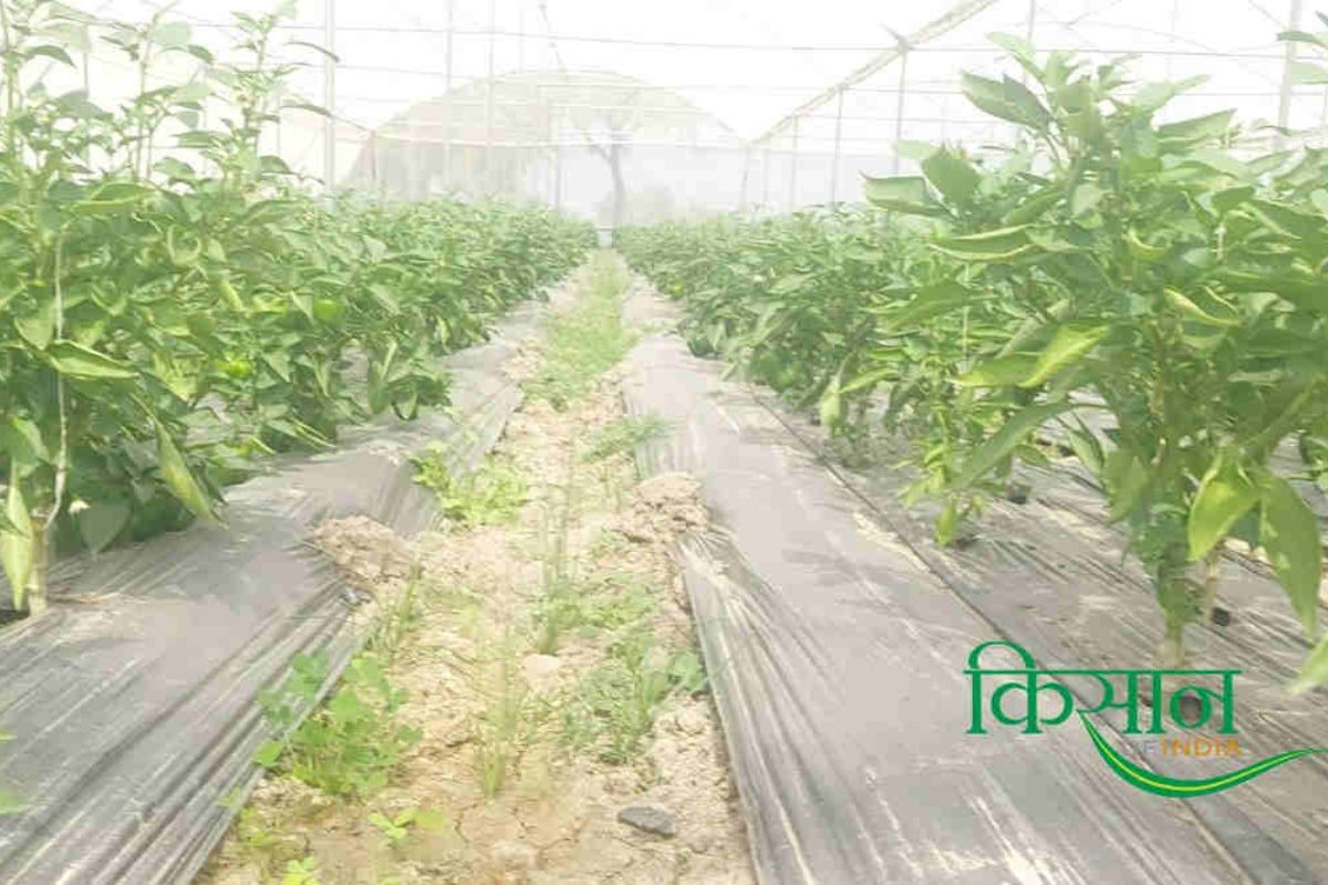 Plastic Mulching Technique