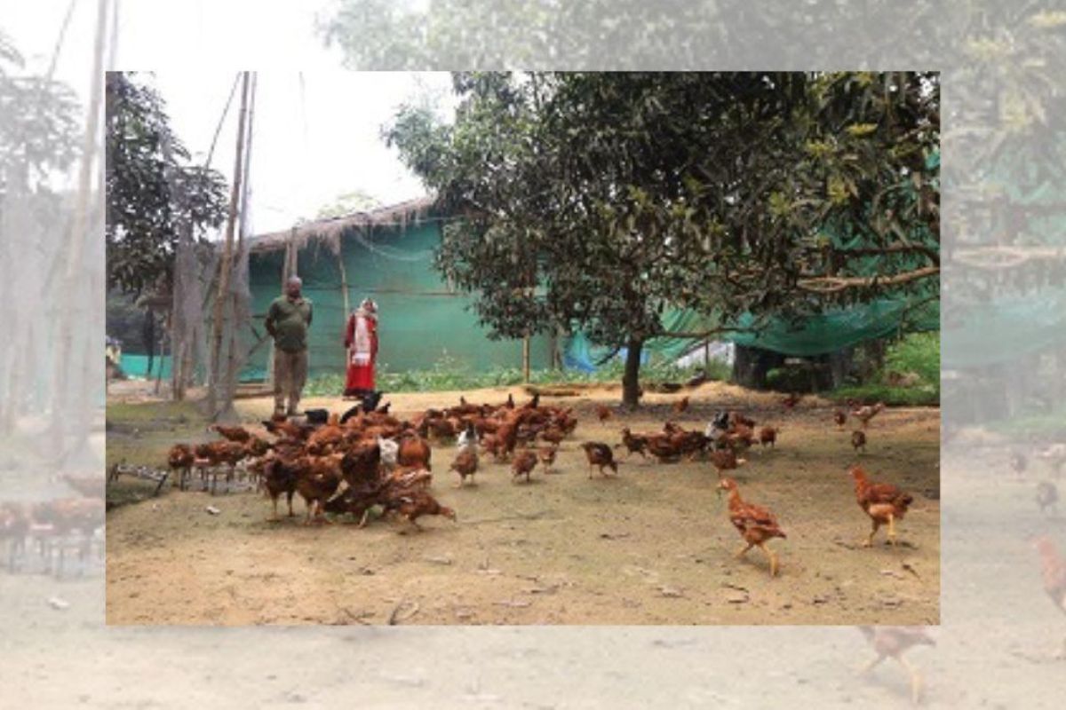 Backyard Poultry Farming