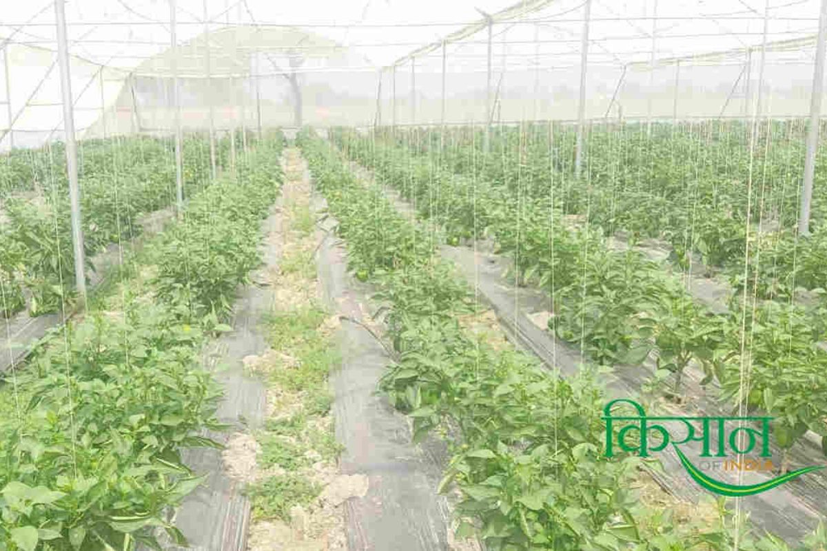 Plastic Mulching Technique