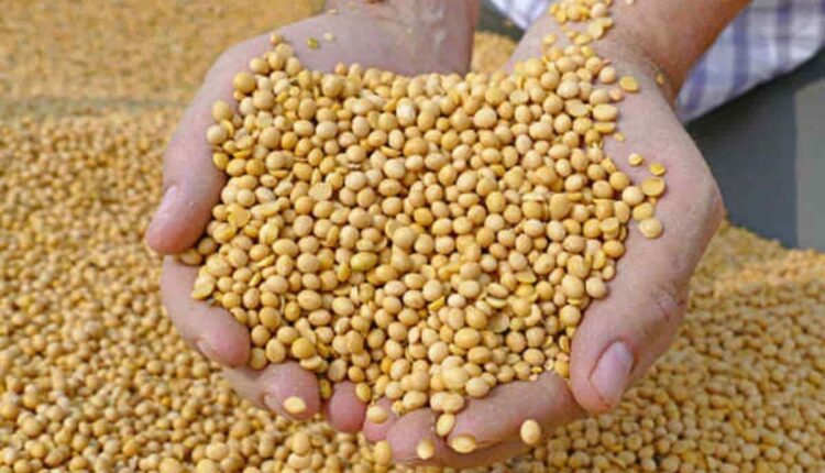 Soybean cultivation