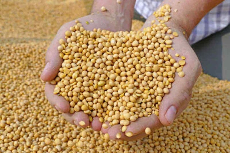 Soybean cultivation