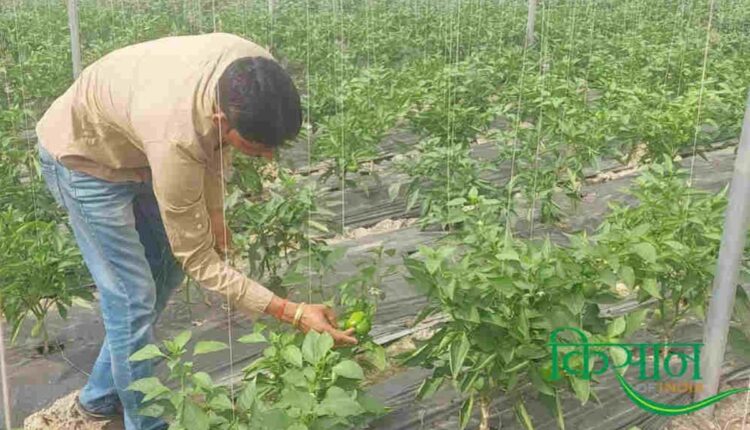Plastic Mulching Technique