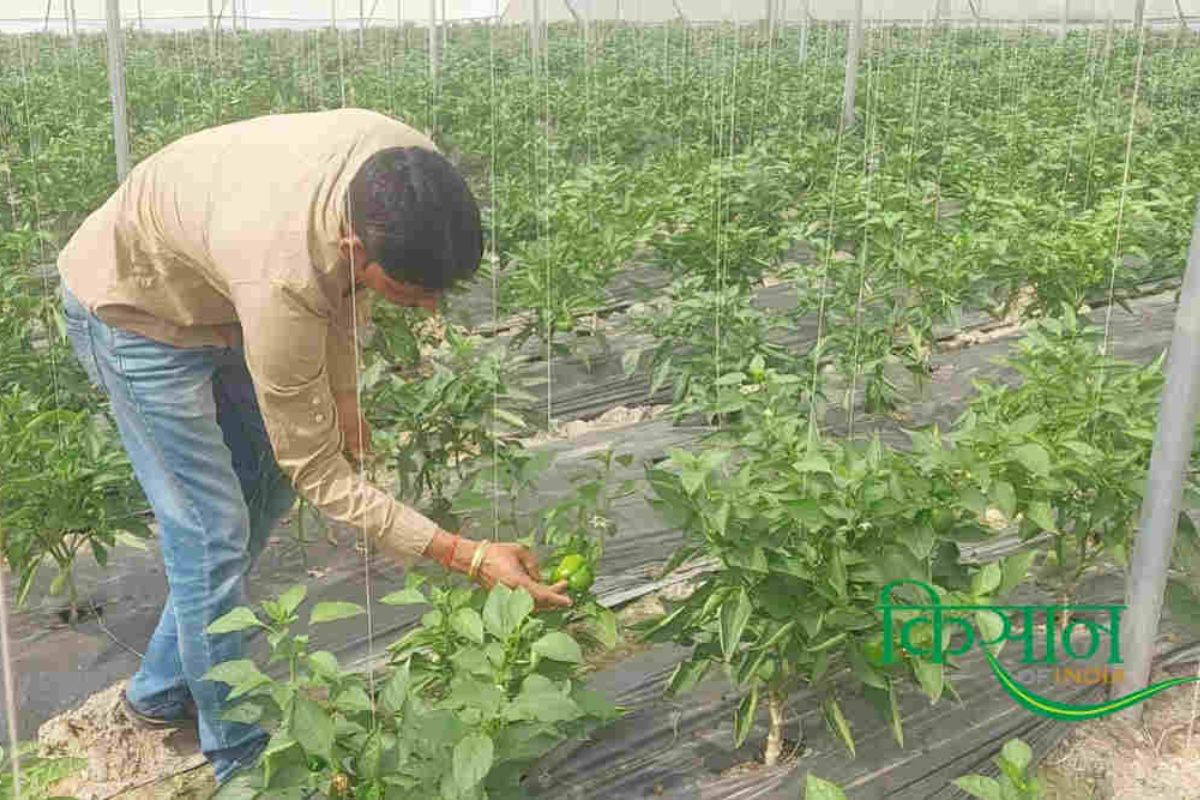 Plastic Mulching Technique