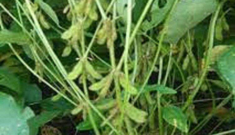 New Soybean Varieties