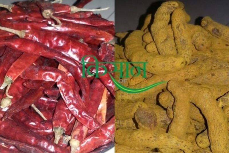 How can spice farming make farmers rich, where to get training? Know from agricultural scientist Dr. Meena