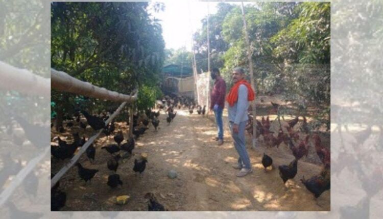 Backyard Poultry Farming: How to start a poultry farm business? Know complete information