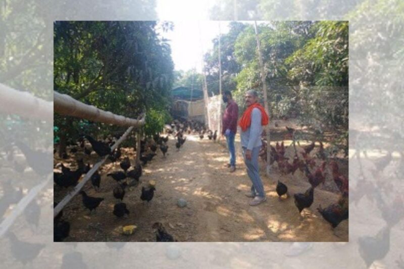 Backyard Poultry Farming: How to start a poultry farm business? Know complete information