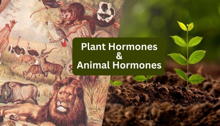 Plant Hormones and Animal Hormones